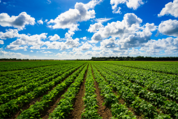 Attività Agricole Connesse