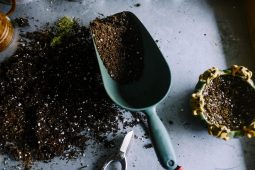 Aprire un garden center: tutto quello che devi sapere