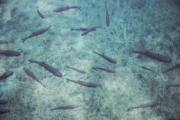 Aprire un centro di fish therapy: tutto quello che devi sapere