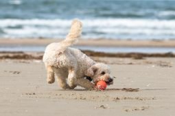 Aprire una spiaggia per cani: tutto quello che devi sapere